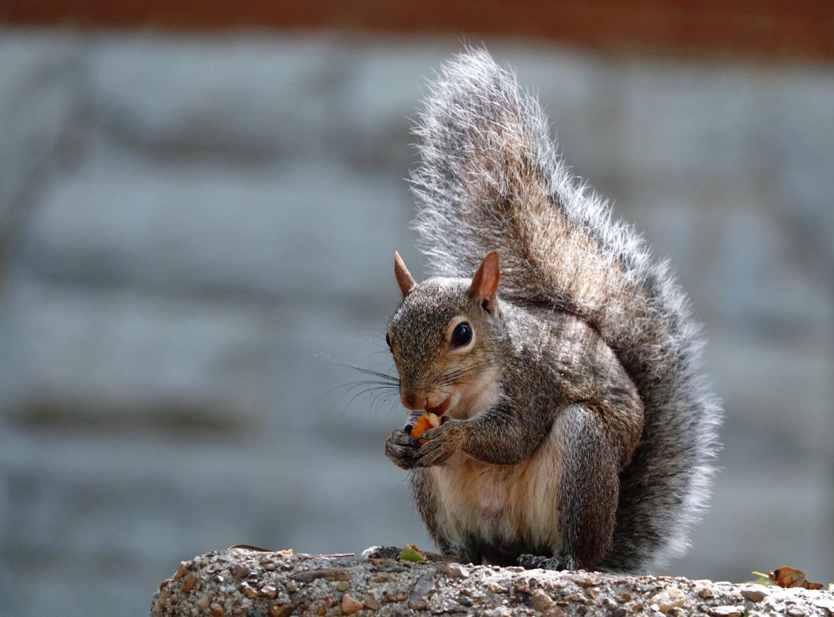 Squirrel enjoying a nut, as photographed on Sept. 21, 2024. (Hustler Multimedia/George Albu)