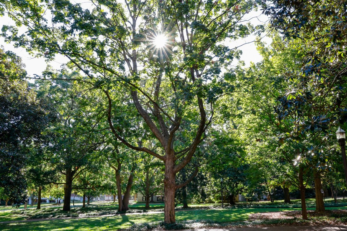 Morning sun shines on Vanderbilt’s vast treescape, as photographed on Oct. 9, 2024. (Hustler Multimedia/Alondra Moya)