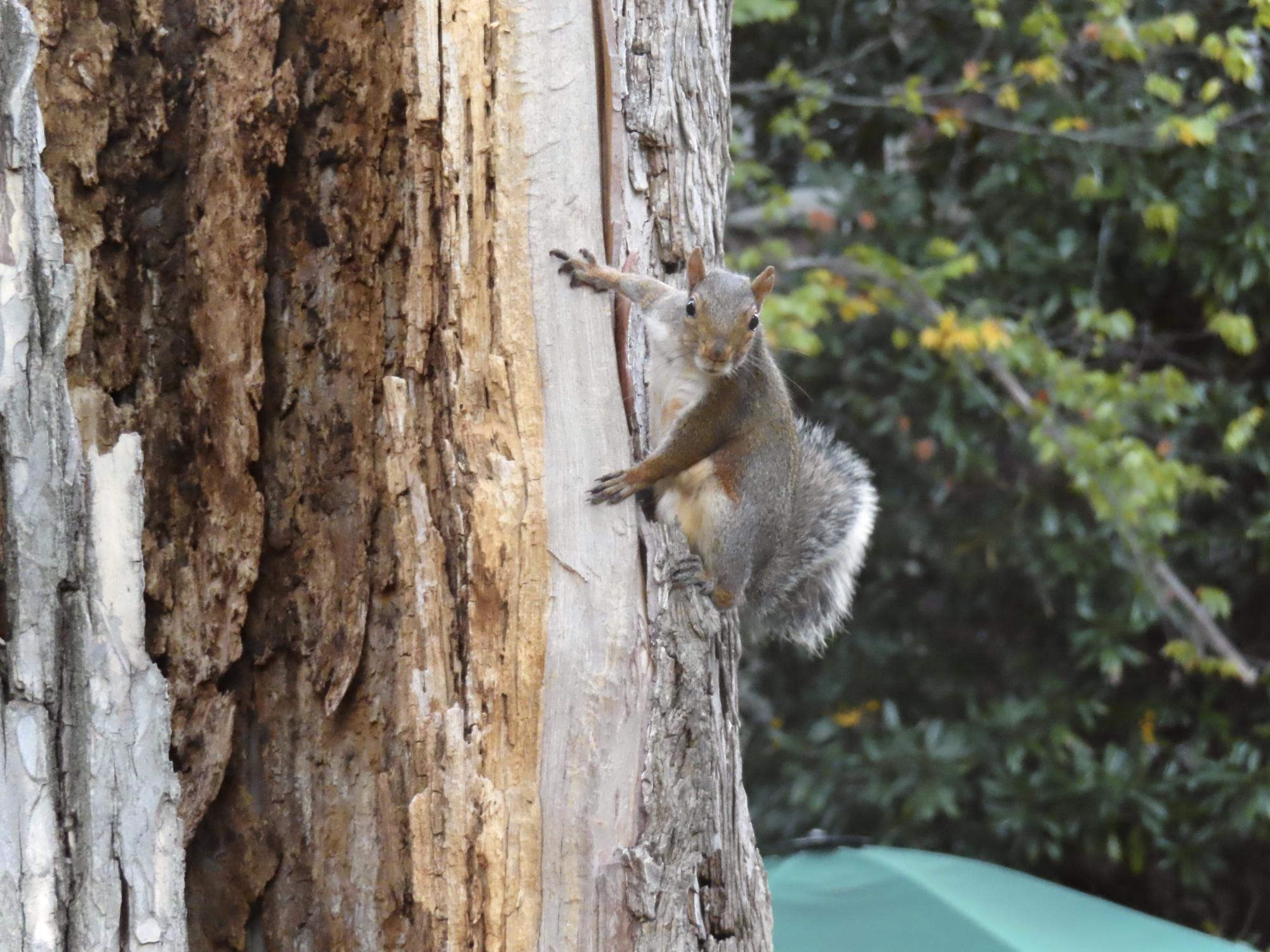 A squirrel ready to pounce, as photographed on Oct. 10, 2023. (Hustler Multimedia/Isabella Bautista)