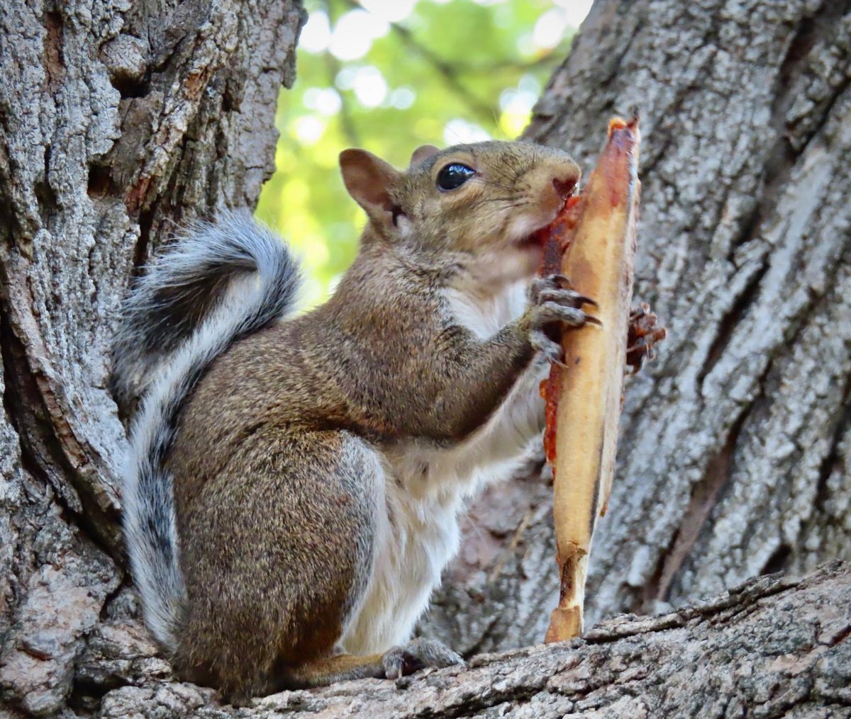 A squirrel munches on a leftover pizza slice, as photographed on Sept. 5, 2024. (Hustler Multimedia/Isabella Bautista)