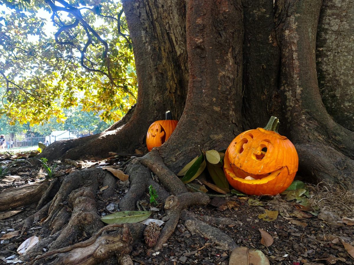 Two carved pumpkins sitting by a tree near Library Lawn, photographed on Oct. 25, 2024. (Hustler Multimedia/ George Albu)