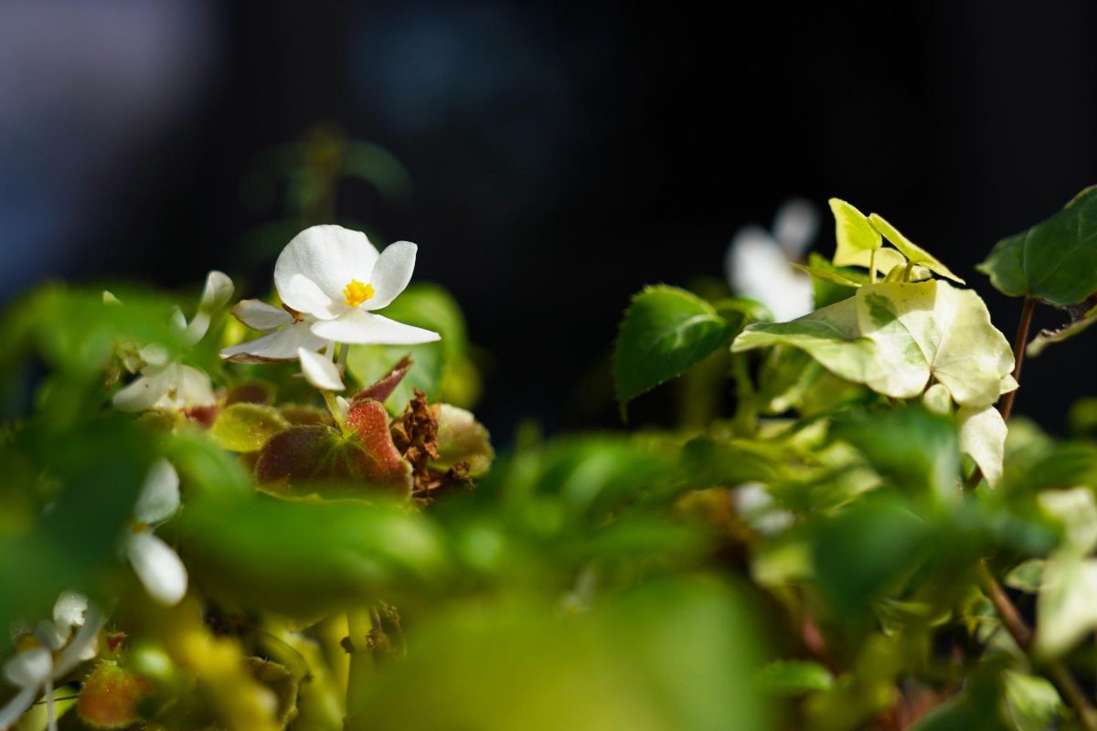 Close-up of a white flower among leaves, as photographed on Nov. 1, 2024. (Hustler Multimedia/George Albu)