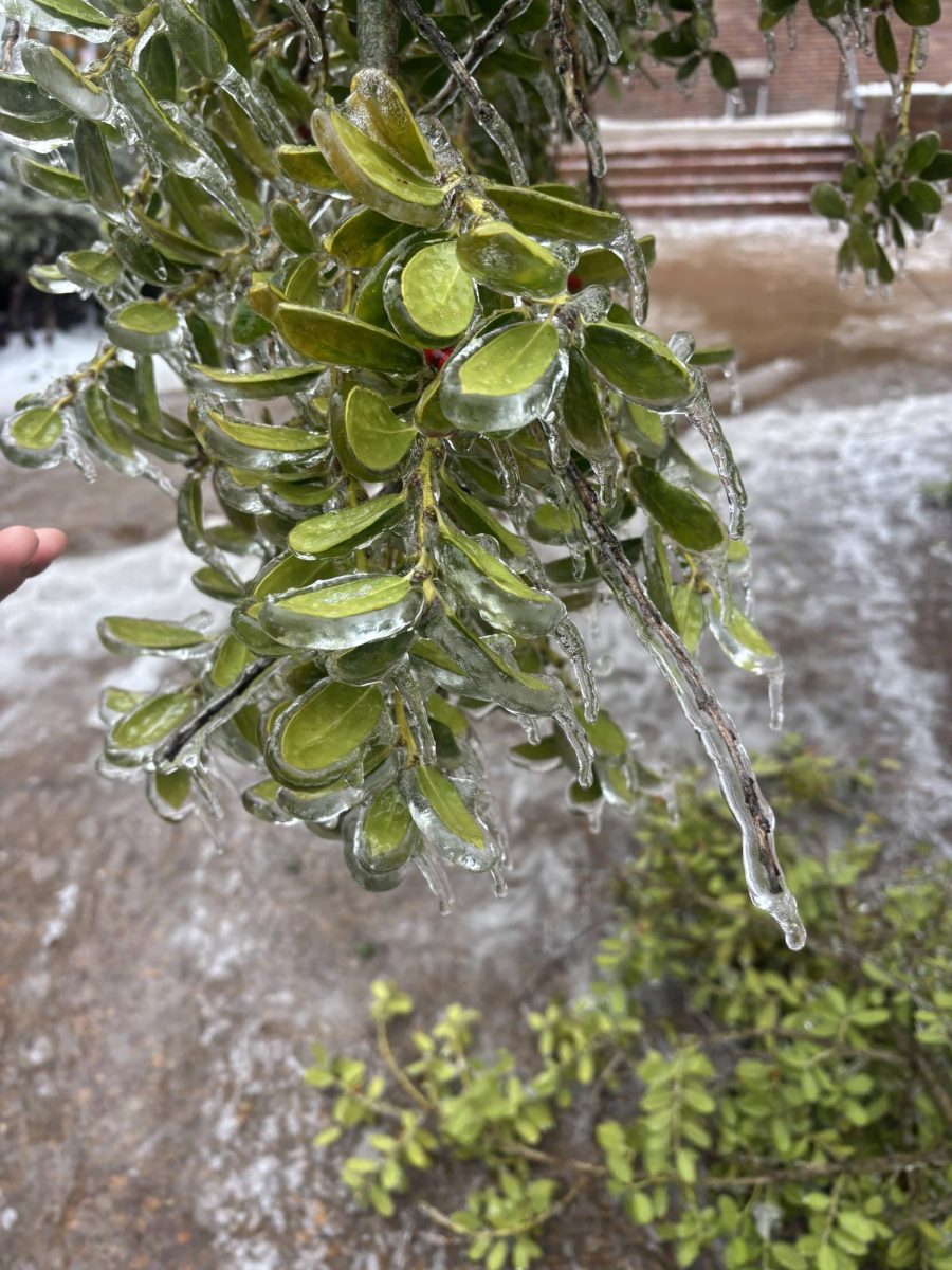 Ice forms around leaves on a bush, forming icicles, as photographed Jan. 25, 2026. (Hustler Multimedia/Nathan Park)
