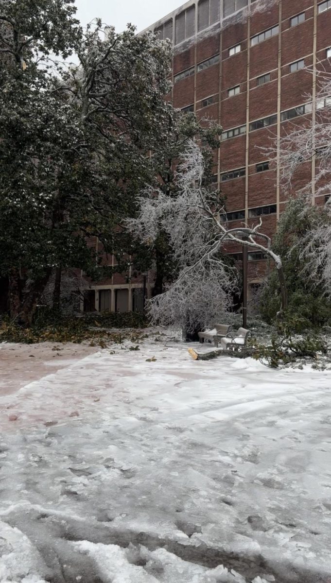 A fallen tree covers a path by Stevenson Center 2, as photographed Jan. 25, 2026. (Hustler Staff/Ramiel Martinez)
