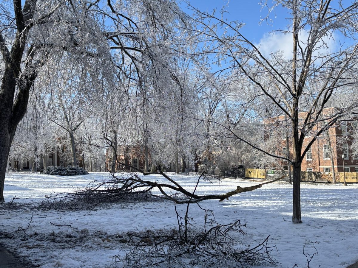 A large fallen branch sits in the middle of a snow-covered Commons Lawn, as photographed Jan. 26, 2026. (Hustler Multimedia/Alice Chen)