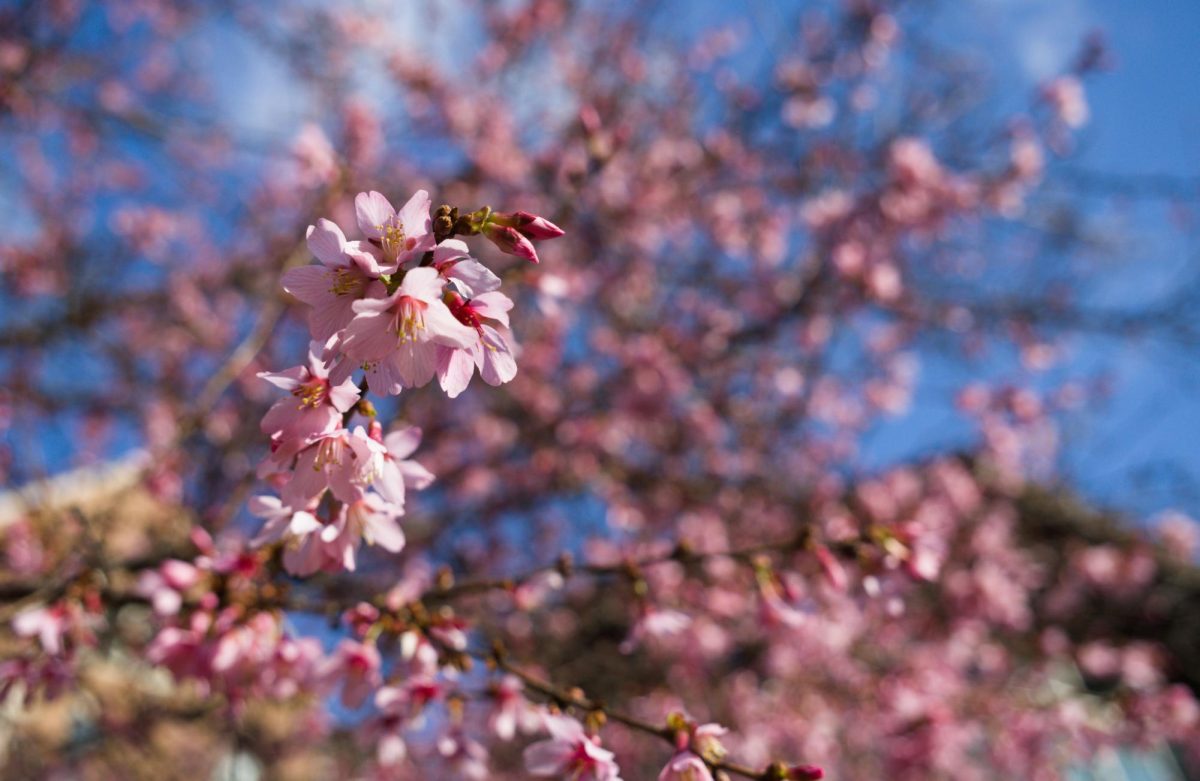Cherry blossoms bloom on Vanderbilt’s campus. (Hustler Multimedia/George Albu)