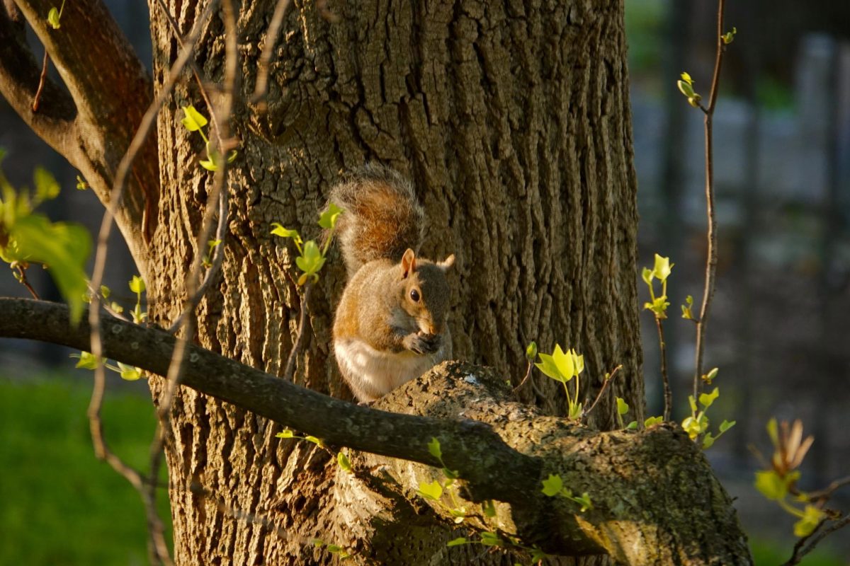 Squirrel eats a nut on a tree branch, as photographed March 26, 2026. (Hustler Multimedia/Royce Yang) 